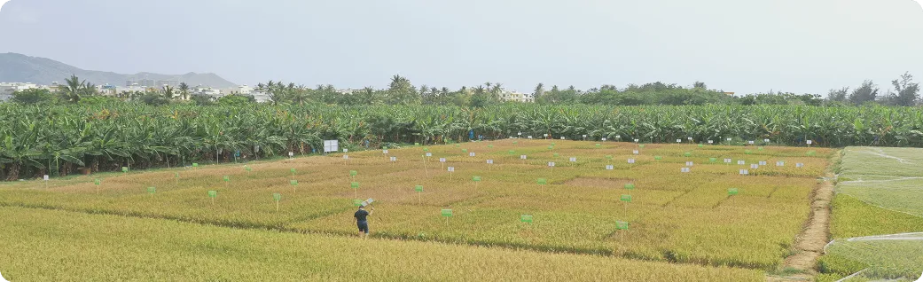 南繁种业